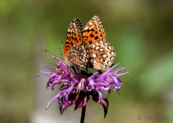 Atlantis Fritillaries on Bee Balm, Arizona